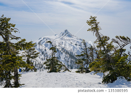 透過針葉林可以看到白雪皚皚的山峰 | 晴朗的冬季山景 透過針葉林可以看到白雪皚皚的山峰 | 晴朗的冬季山景 135380595