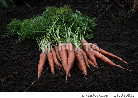 Raw carrots with tops on the ground Raw carrots with tops on the ground 135380832