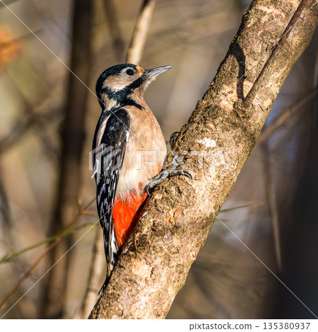 The Great Spotted Woodpecker, Dendrocopos major is sitting on the branch of tree The Great Spotted Woodpecker, Dendrocopos major is sitting on the branch of tree 135380937