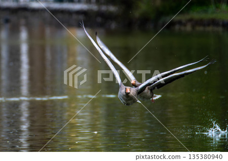 The flying greylag goose, Anser anser is a species of large goose The flying greylag goose, Anser anser is a species of large goose 135380940