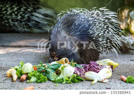 Indian crested Porcupine, Hystrix indica in a german nature park Indian crested Porcupine, Hystrix indica in a german nature park 135380941