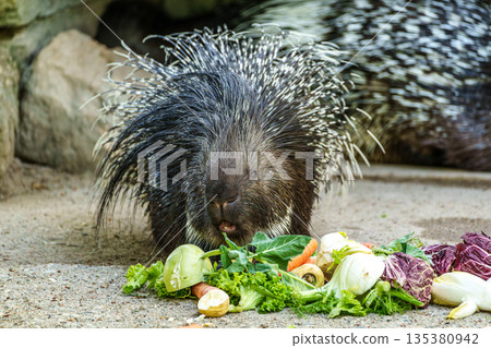 Indian crested Porcupine, Hystrix indica in a german nature park Indian crested Porcupine, Hystrix indica in a german nature park 135380942