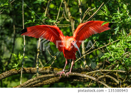 The Scarlet ibis, Eudocimus ruber is a species of ibis in the bird family Threskiornithidae. The Scarlet ibis, Eudocimus ruber is a species of ibis in the bird family Threskiornithidae. 135380943