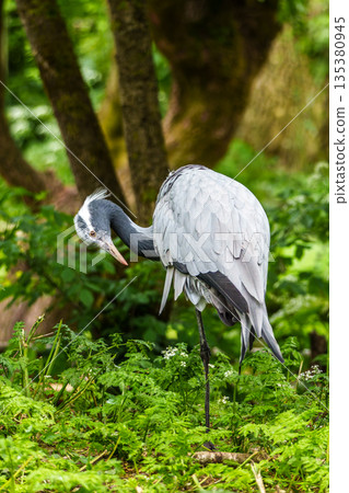 Demoiselle Crane, Anthropoides virgo are living in the bright green meadow during the day time 135380945