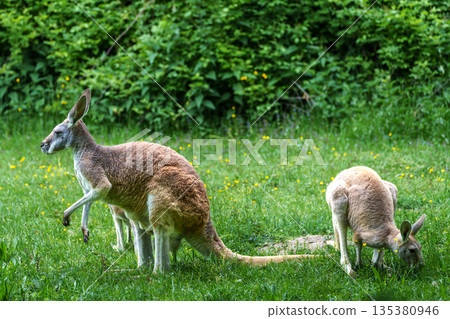 The red kangaroo, Macropus rufus is the largest of all kangaroos and the largest extant marsupial. 135380946