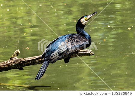The great cormorant, Phalacrocorax carbo sitting on a branch The great cormorant, Phalacrocorax carbo sitting on a branch 135380949