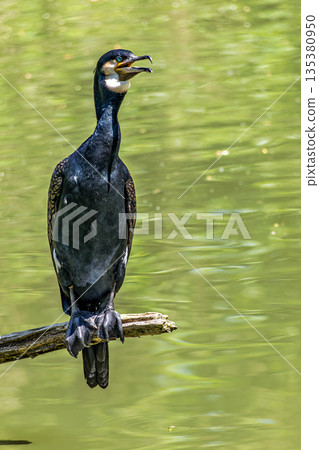 The great cormorant, Phalacrocorax carbo sitting on a branch The great cormorant, Phalacrocorax carbo sitting on a branch 135380950