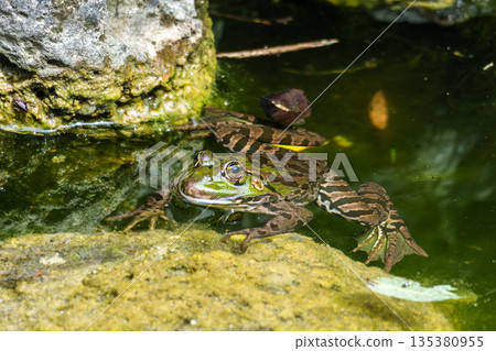 Common frog, Rana temporaria, single reptile croaking in water 135380955