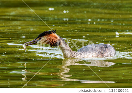 Great Crested Grebe, Podiceps cristatus has caught a fish. An adult bird feeds its young chick. 135380961