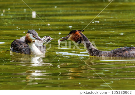 Great Crested Grebe, Podiceps cristatus has caught a fish. An adult bird feeds its young chick. Great Crested Grebe, Podiceps cristatus has caught a fish. An adult bird feeds its young chick. 135380962