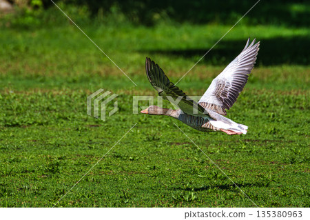 The flying greylag goose, Anser anser is a species of large goose 135380963