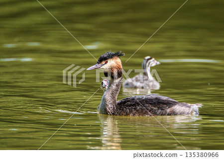 Family of Great Crested Grebe, Podiceps cristatus with beautiful orange colors, a water bird with red eyes. 135380966