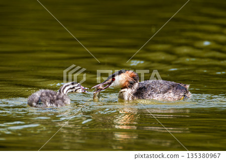 Great Crested Grebe, Podiceps cristatus has caught a fish. An adult bird feeds its young chick. Great Crested Grebe, Podiceps cristatus has caught a fish. An adult bird feeds its young chick. 135380967