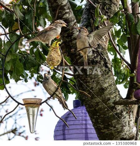 House sparrow bird, Passer domesticus perched on bird feeder containing birdseed. 135380968
