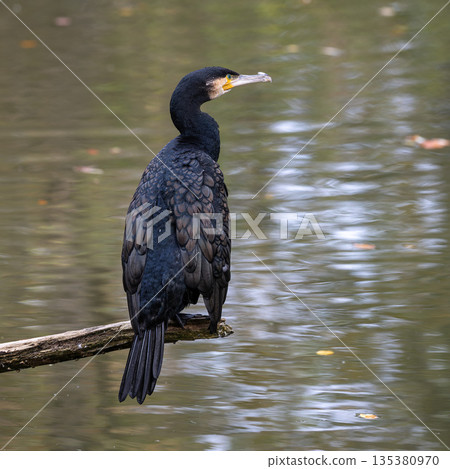 The great cormorant, Phalacrocorax carbo sitting on a branch The great cormorant, Phalacrocorax carbo sitting on a branch 135380970