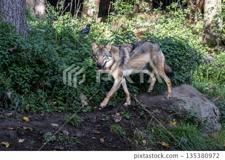 European Grey Wolf, Canis lupus in a german park 135380972
