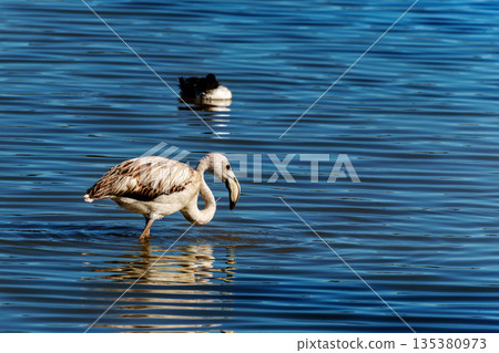 Greater Flamingo, Phoenicopterus roseus in the Ornithological park of Pont de Gau in Camargue, France 135380973