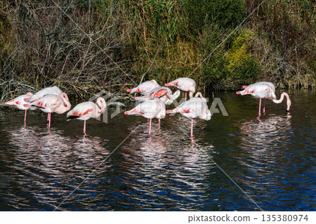 Greater Flamingo, Phoenicopterus roseus in the Ornithological park of Pont de Gau in Camargue, France 135380974