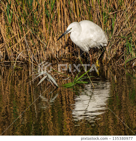 Little egret, Egretta garzetta in the Ornithological park of Pont de Gau in Camargue, France Little egret, Egretta garzetta in the Ornithological park of Pont de Gau in Camargue, France 135380977