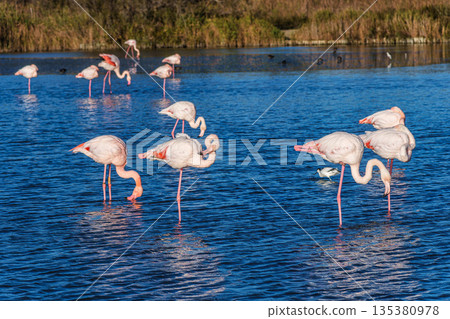 Greater Flamingo, Phoenicopterus roseus in the Ornithological park of Pont de Gau in Camargue, France 135380978