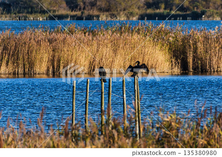 Great cormorant, Phalacrocorax carbo in the Ornithological park of Pont de Gau in Camargue, France 135380980