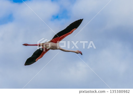 Flying Greater Flamingo, Phoenicopterus roseus in the Ornithological park of Pont de Gau in Camargue, France Flying Greater Flamingo, Phoenicopterus roseus in the Ornithological park of Pont de Gau in Camargue, France 135380982