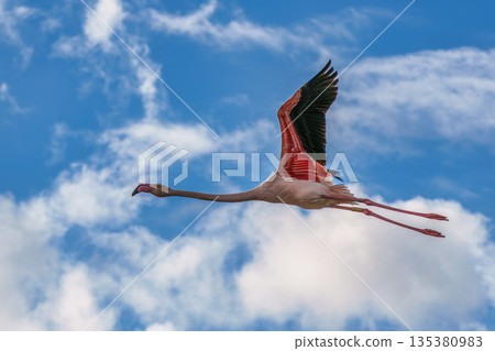 Flying Greater Flamingo, Phoenicopterus roseus in the Ornithological park of Pont de Gau in Camargue, France Flying Greater Flamingo, Phoenicopterus roseus in the Ornithological park of Pont de Gau in Camargue, France 135380983