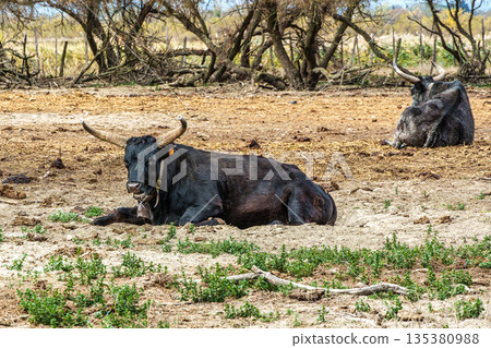 Wild black bull grazing in the fields of the Camargue in Provence, France. 135380988