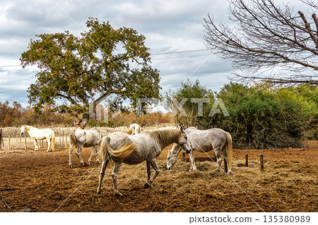 Camargue Horses at Saintes Marie de la Mer in France, Provence-Alpes-Cote d'Azur Camargue Horses at Saintes Marie de la Mer in France, Provence-Alpes-Cote d'Azur 135380989