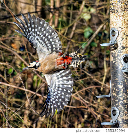 The Great Spotted Woodpecker, Dendrocopos major is sitting on the branch of tree 135380994