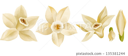 Hand-drawn watercolor collection of blooming vanilla flowers and buns isolated on white background Hand-drawn watercolor collection of blooming vanilla flowers and buns isolated on white background 135381244