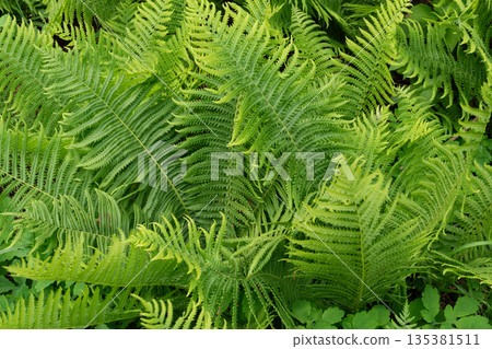 Fern leaves as a background. Close-up of a fern plant Fern leaves as a background. Close-up of a fern plant 135381511