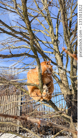 Cute ginger cat sitting on bare tree branches against blue sky and snow in winter garden Cute ginger cat sitting on bare tree branches against blue sky and snow in winter garden 135381822