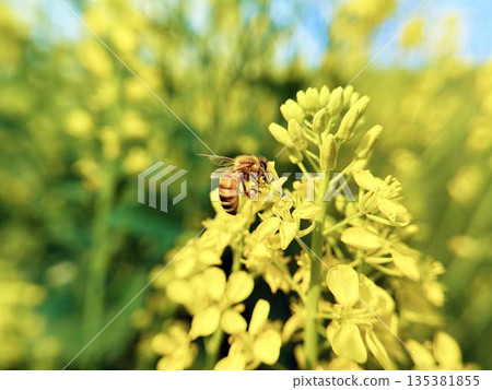 蜜蜂和油菜花的特寫 蜜蜂和油菜花的特寫 135381855