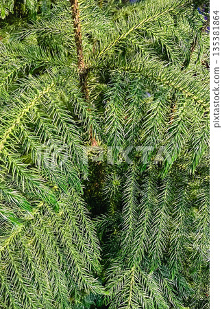 Close-up texture of lush green coniferous branches with sharp needles of a decorative pine tree Close-up texture of lush green coniferous branches with sharp needles of a decorative pine tree 135381864