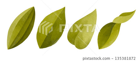 Hand-drawn watercolor collection of vanilla plant leaves isolated on white background, green leaves set 135381872
