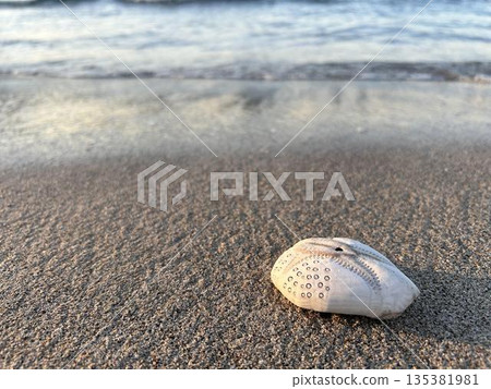 Close-up of the beach and seashells Close-up of the beach and seashells 135381981