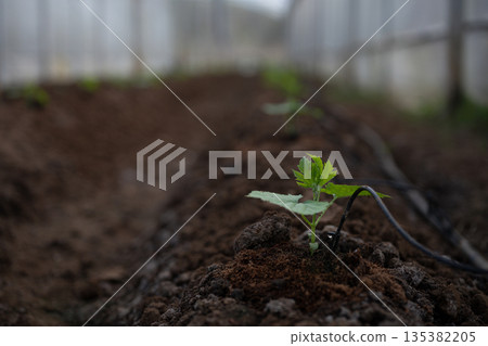 Seedling with irrigation system 135382205