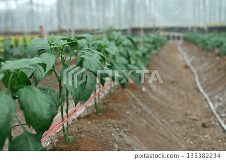 Young Shishito pepper plants growing in a greenhouse row, showing healthy green leaves and soil Young Shishito pepper plants growing in a greenhouse row, showing healthy green leaves and soil 135382234