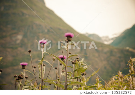 Mountains landscape in the summer. 135382572
