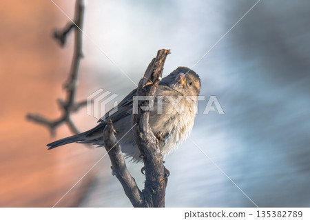 A close-up of a sparrow sitting 135382789