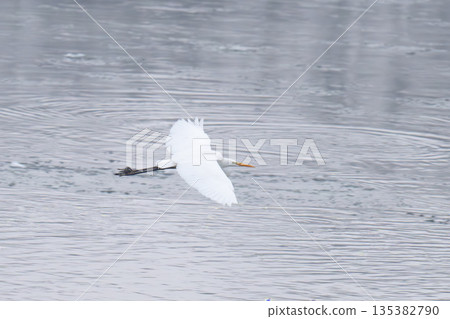 a white heron on the river 135382790