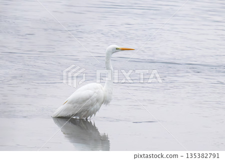 a white heron on the river 135382791