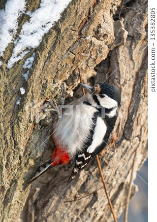 woodpecker close-up woodpecker close-up 135382805