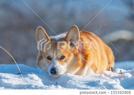 Portrait of a corgi on a frosty winter day Portrait of a corgi on a frosty winter day 135382808