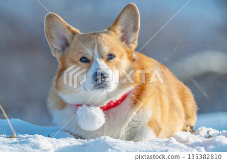 Portrait of a corgi on a frosty winter day Portrait of a corgi on a frosty winter day 135382810