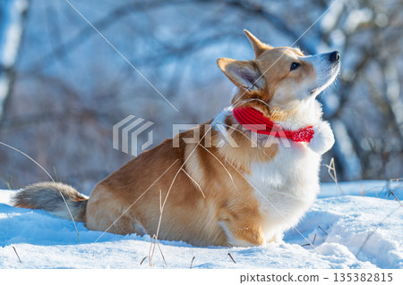 Portrait of a corgi on a frosty winter day Portrait of a corgi on a frosty winter day 135382815
