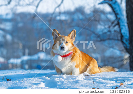 Portrait of a corgi on a frosty winter day Portrait of a corgi on a frosty winter day 135382816