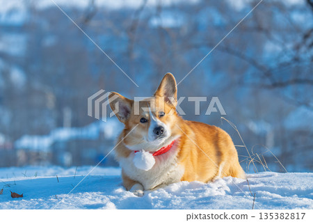 Portrait of a corgi on a frosty winter day Portrait of a corgi on a frosty winter day 135382817