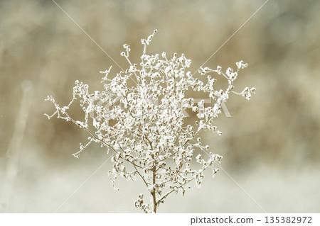 winter landscape of snow-covered plants 135382972